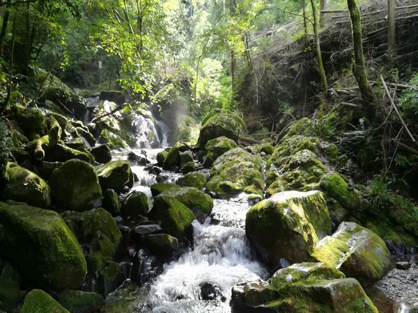さわらの郷のうまいもんとは・・・・・